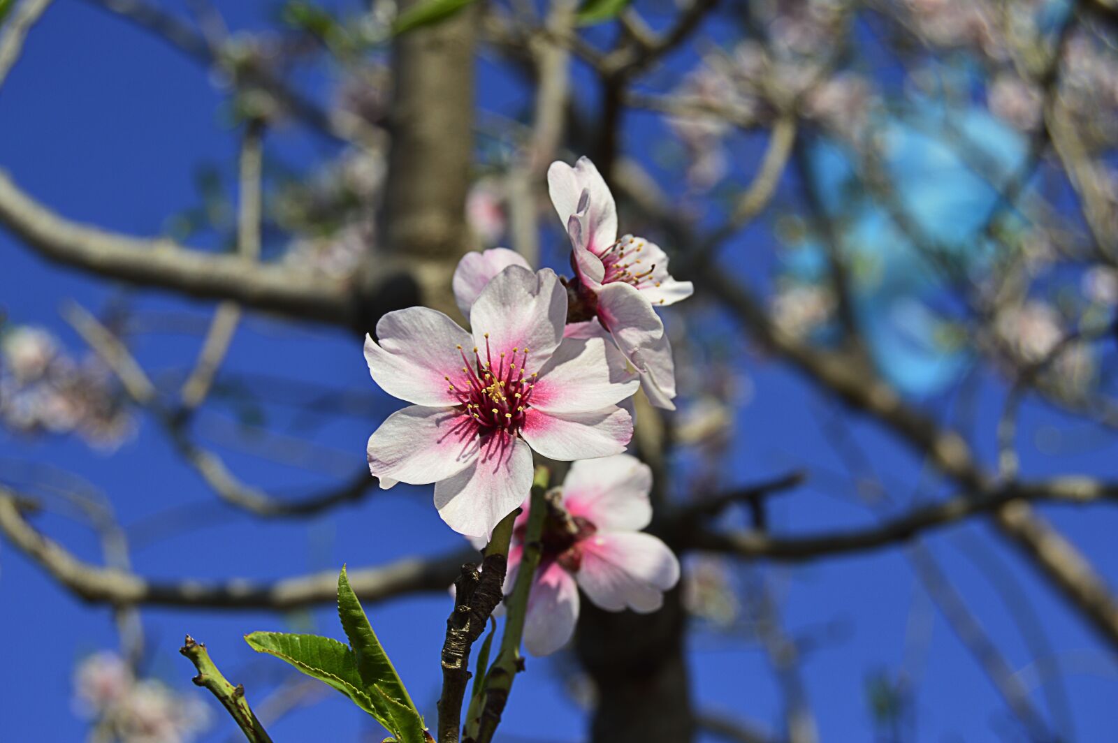 Nikon D3200 sample photo. Almond flowers, flowery branch photography