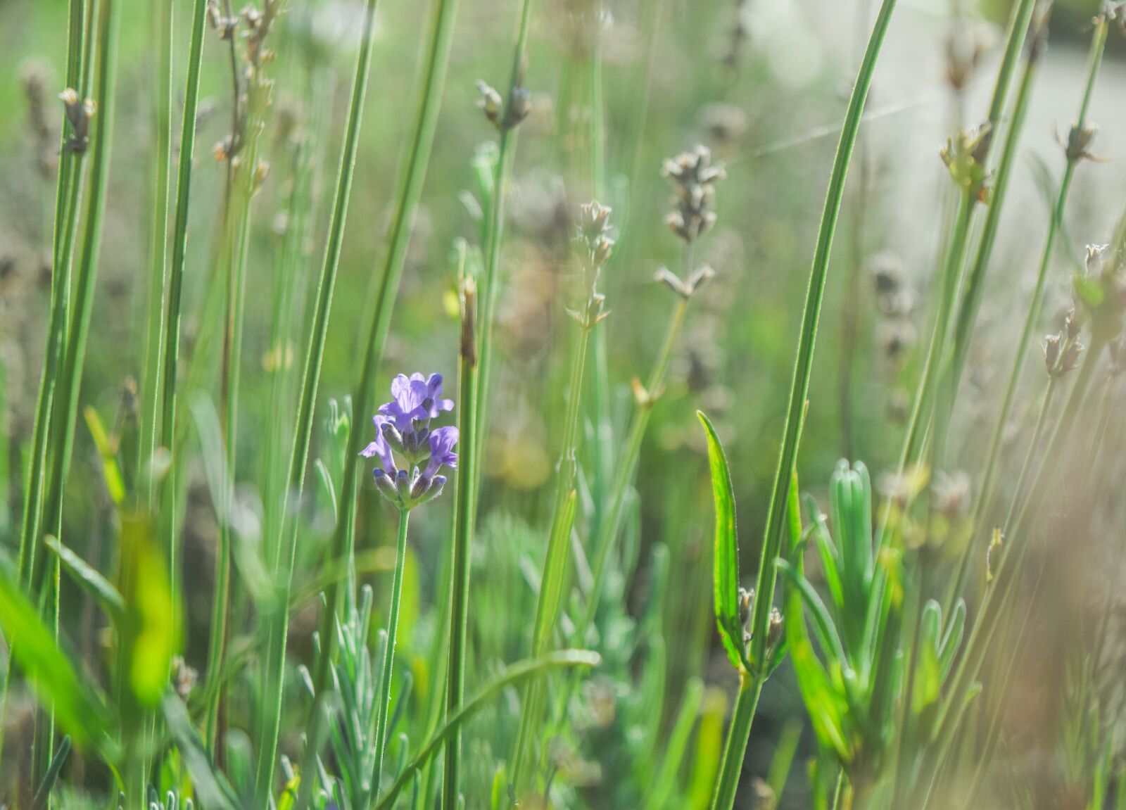 Nikon D3300 sample photo. Lavender, flowers, nature photography