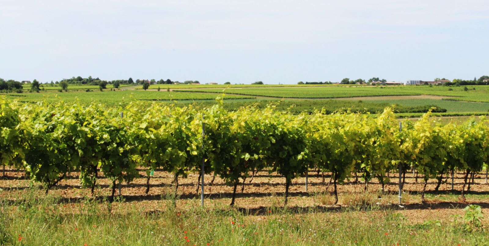 Canon EOS 1200D (EOS Rebel T5 / EOS Kiss X70 / EOS Hi) sample photo. Vine, vineyard, cep photography