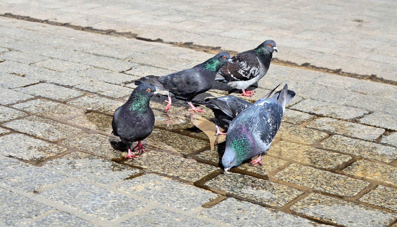 Nikon D7000 sample photo. Pigeons, birds, city photography