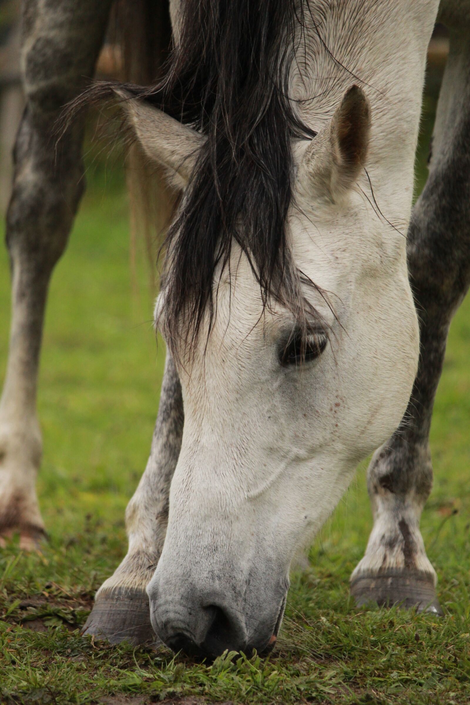 Canon EF-S 55-250mm F4-5.6 IS STM sample photo. Horse, horses, arabian horse photography