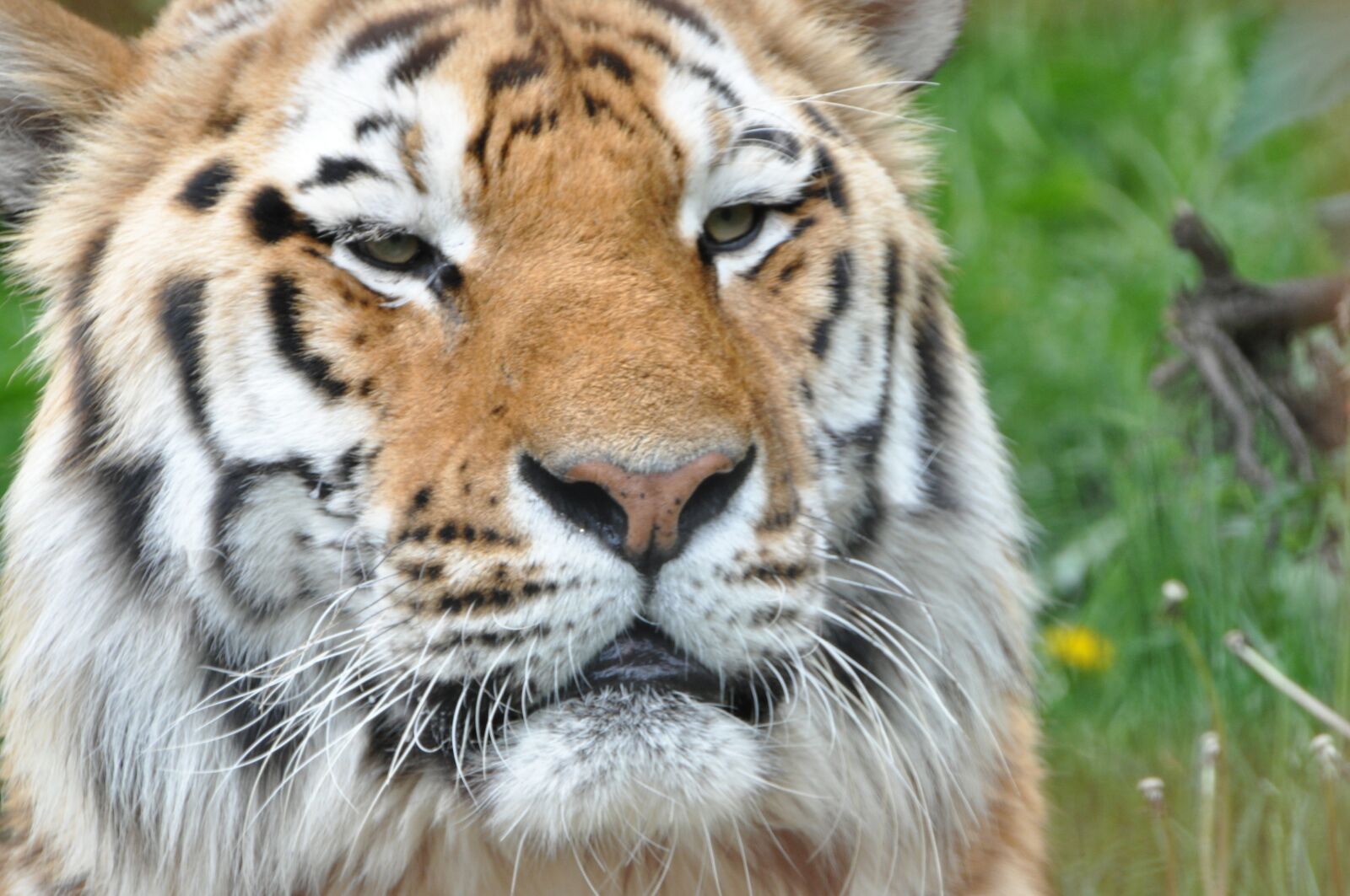 Nikon D90 sample photo. Tiger, expensive, natural photography