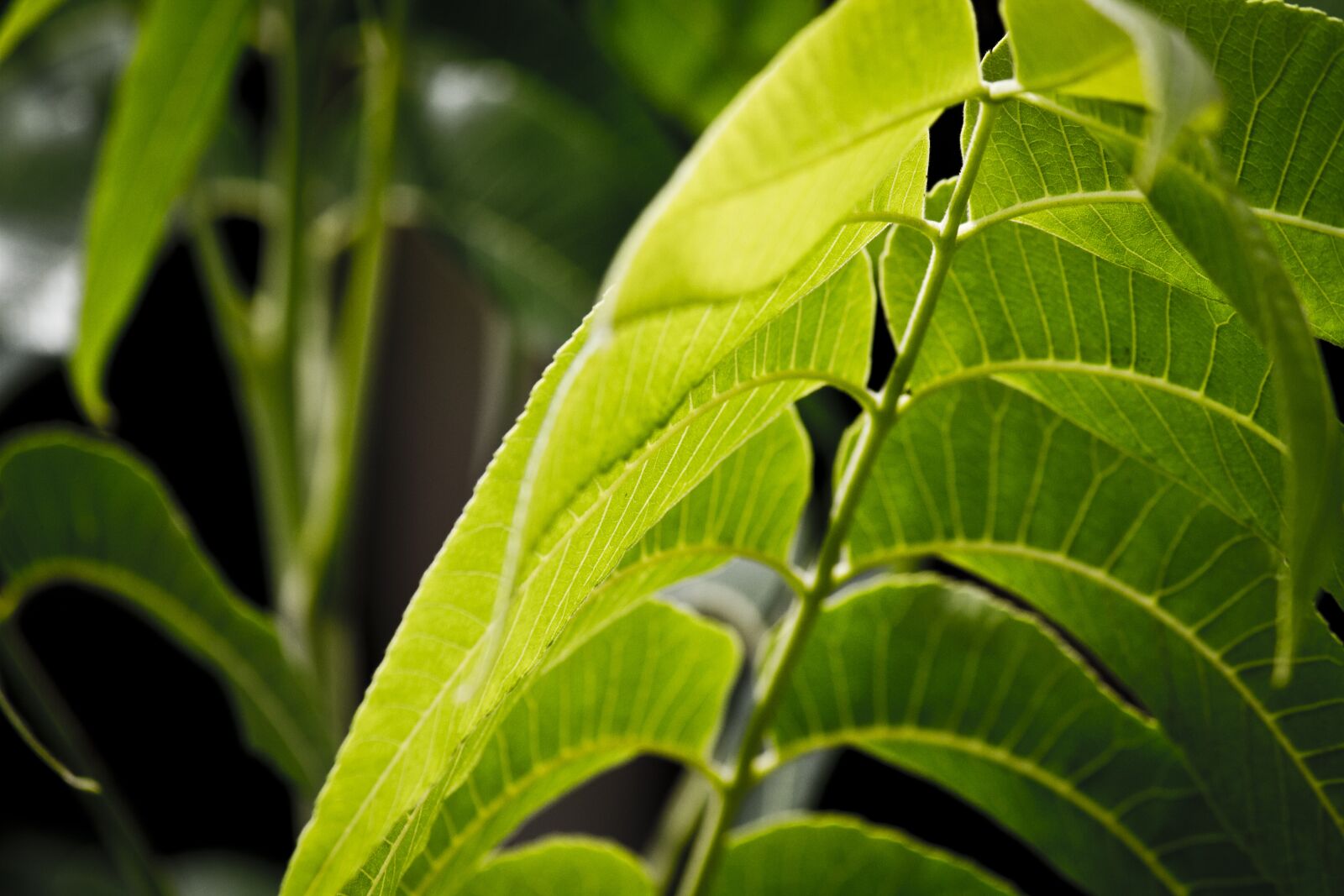 Canon EOS 7D sample photo. Leaves, tree, trees photography