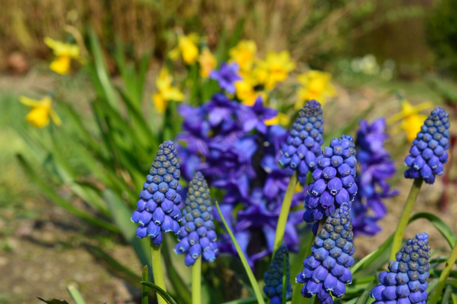 Nikon D3200 sample photo. Flowers, spring, sun photography