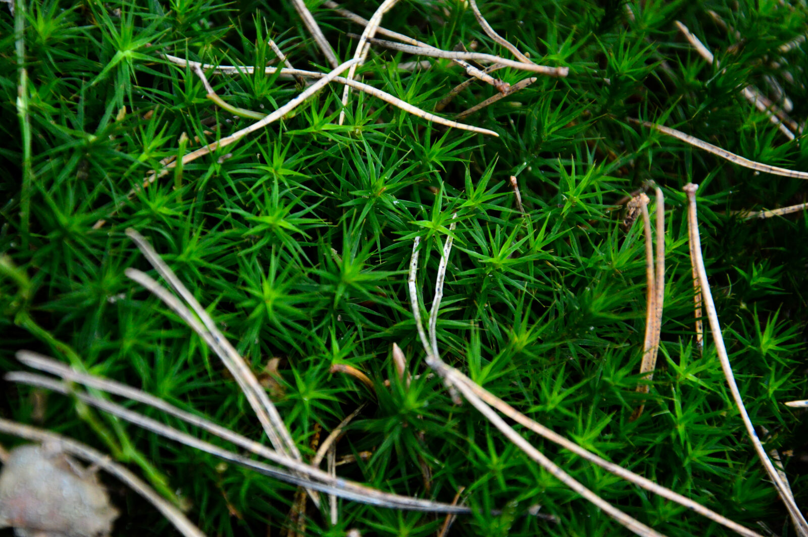 Nikon D3200 sample photo