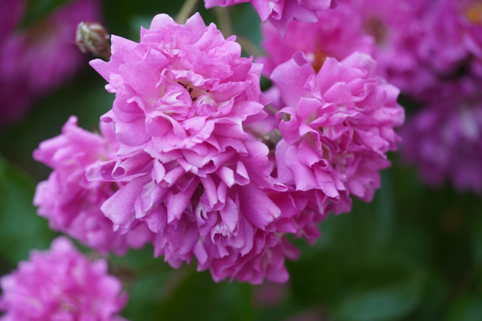 Sony a6400 sample photo. Peony, pink, blossom photography