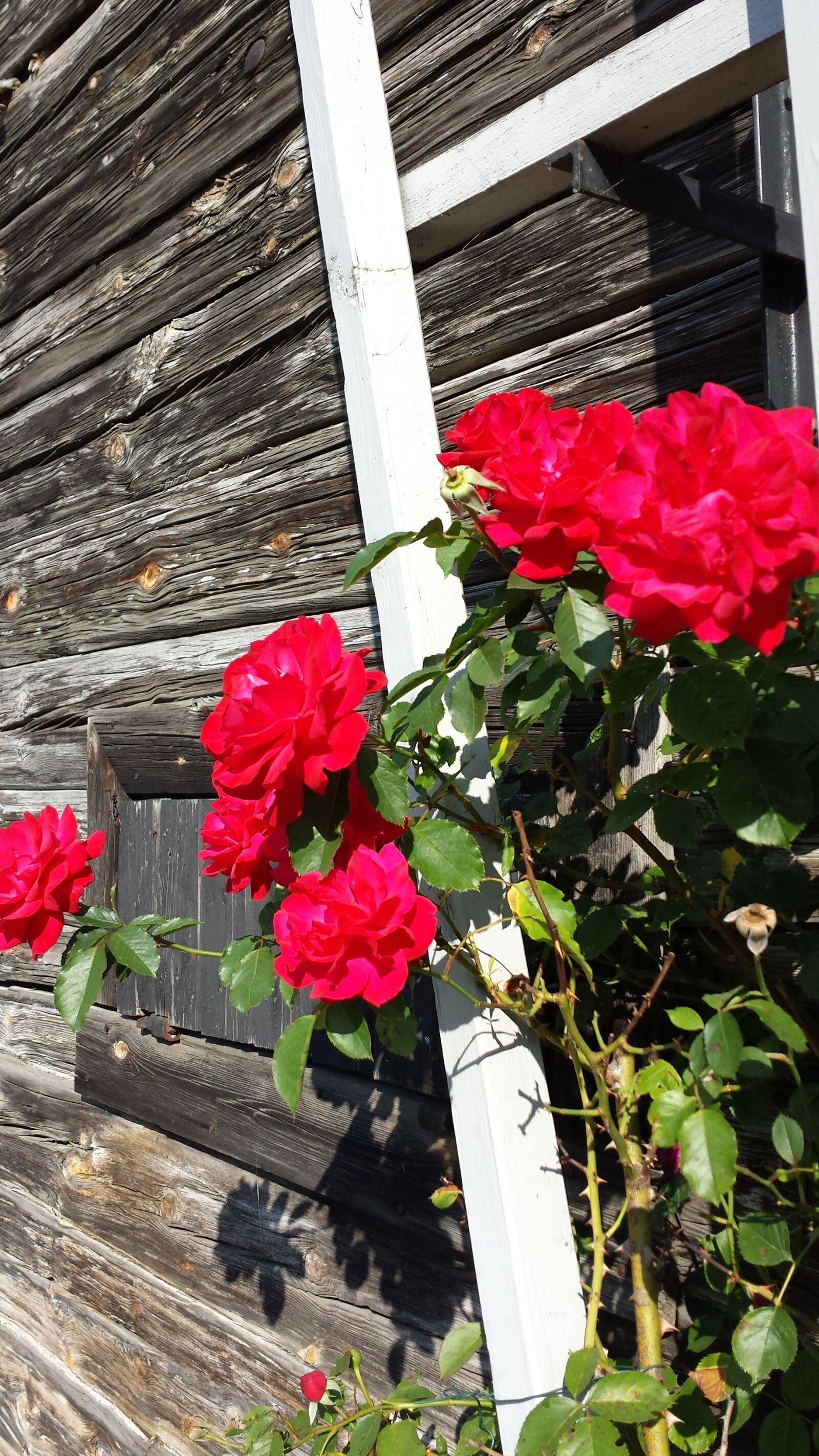 Samsung Galaxy S4 sample photo. Roses, summer, torp photography
