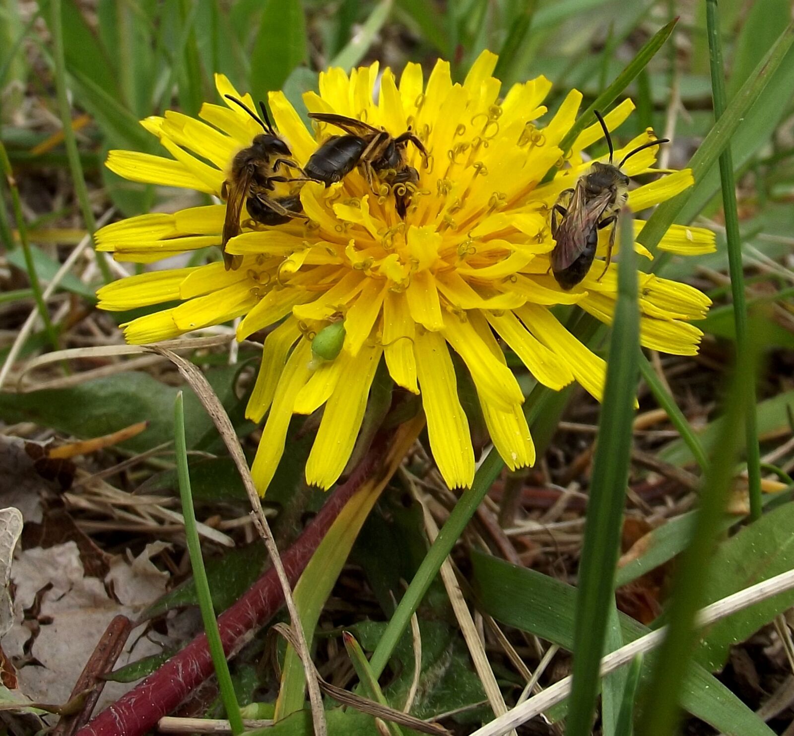 Fujifilm FinePix S2940/Walmart sample photo. Dandelion, spring, bees photography