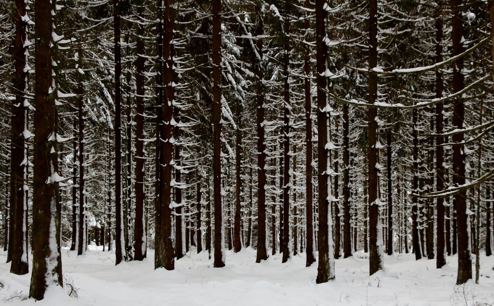 Canon EOS 700D (EOS Rebel T5i / EOS Kiss X7i) sample photo. Forest, fir forest, snow photography