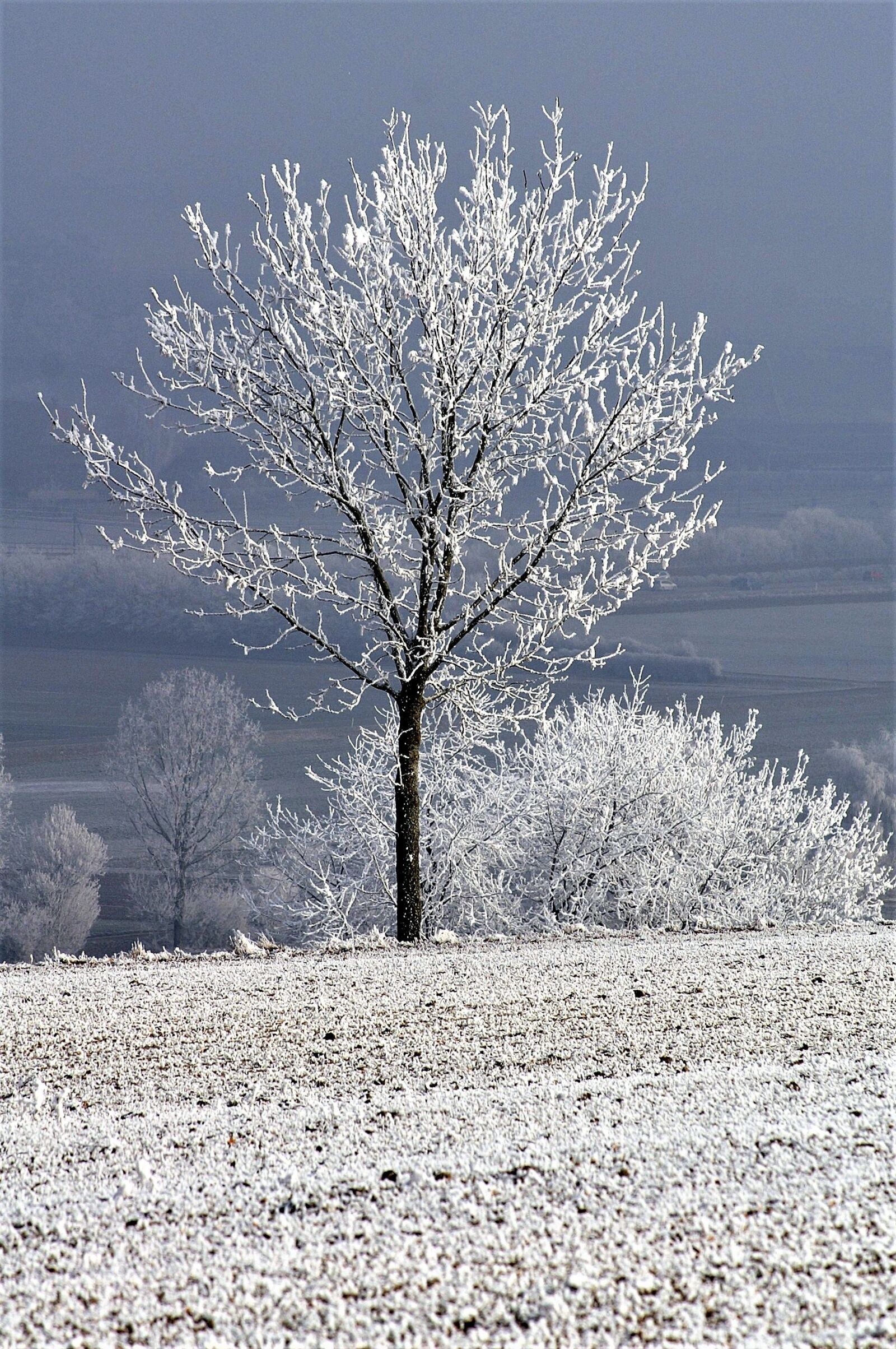 KONICA MINOLTA DYNAX 7D sample photo. Winter, tree with snow photography