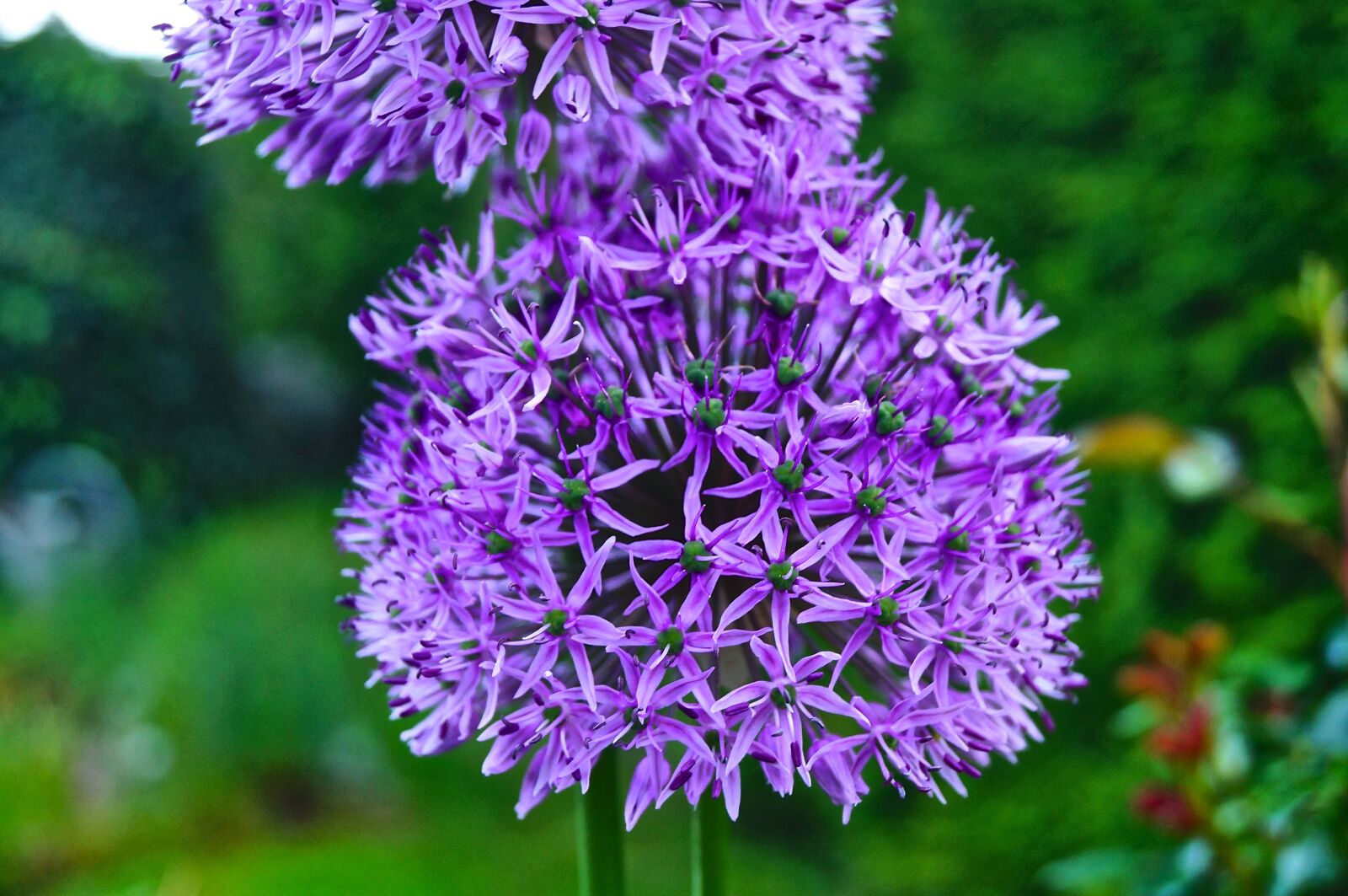 Sony SLT-A37 sample photo. Nature, plant, flower photography