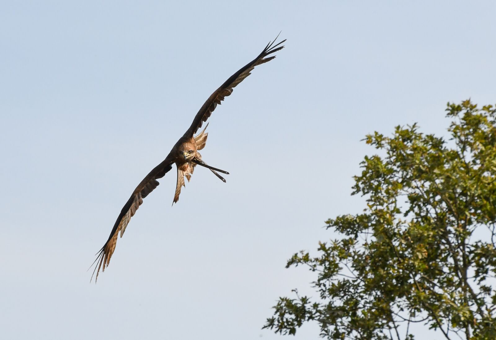 Nikon D500 sample photo. Buzzard, raptor, flight photography