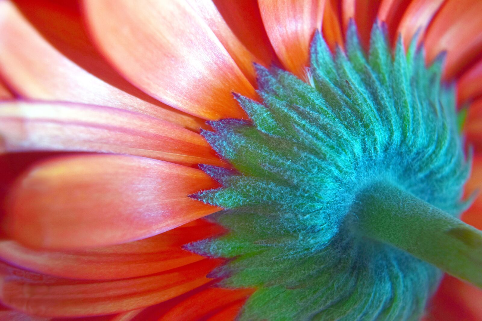 Nikon D5300 sample photo. Gerbera, flower, petals photography