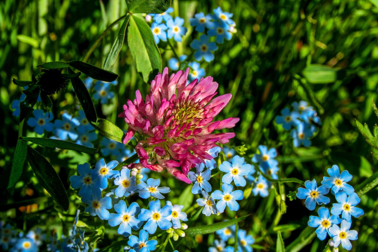 Canon EOS 350D (EOS Digital Rebel XT / EOS Kiss Digital N) sample photo. Red clover, klee, violet photography