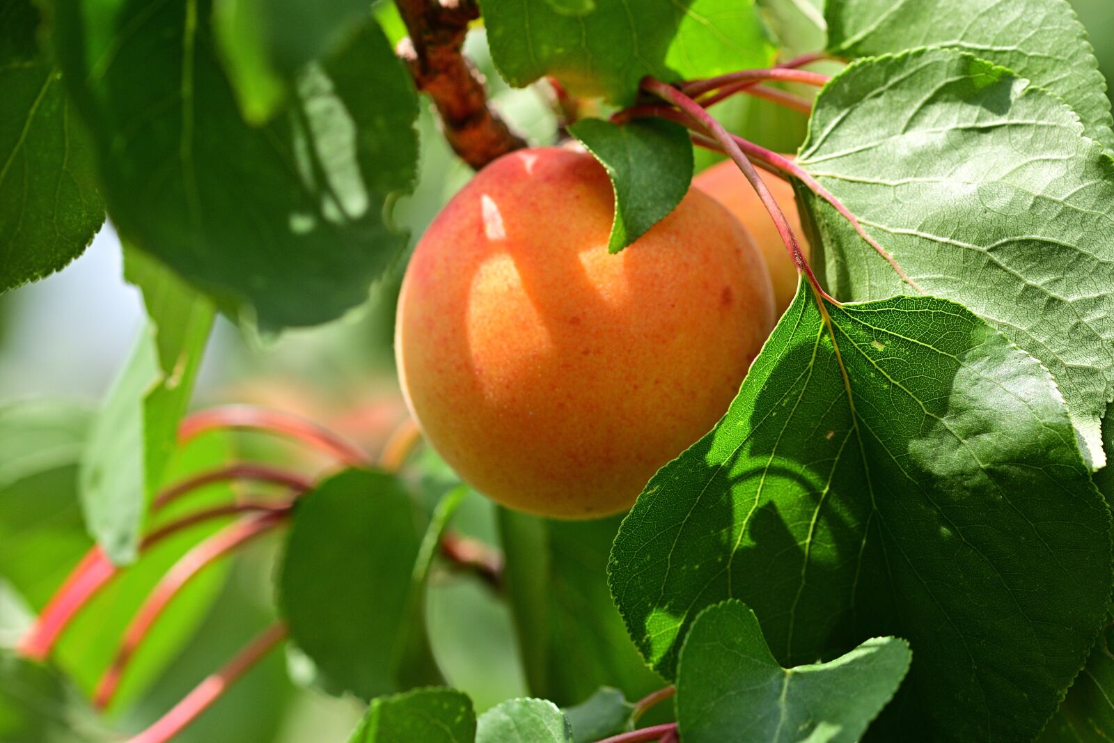 Nikon D5200 sample photo. Apricot, fruit, delicious photography