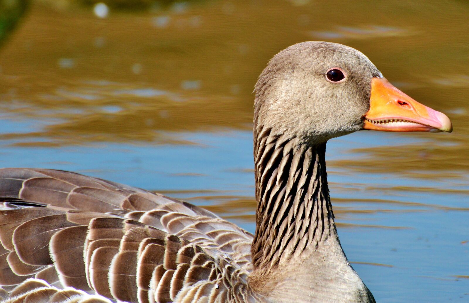 Nikon D3200 sample photo. Wild goose, goose, bird photography