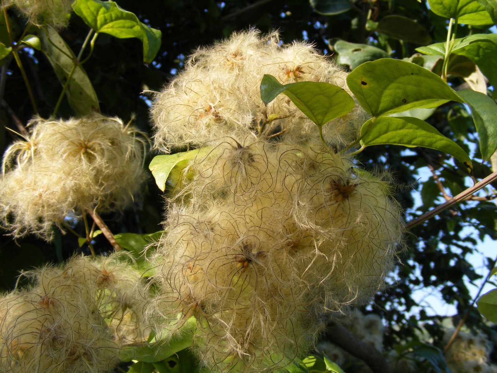 Fujifilm FinePix S5700 S700 sample photo. Beard, clematis, climbing photography
