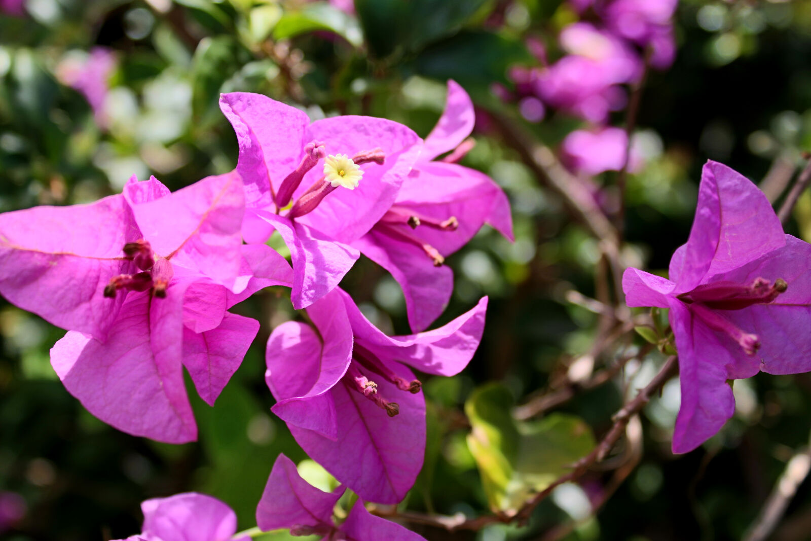 Canon EOS 650D (EOS Rebel T4i / EOS Kiss X6i) sample photo. Abstract, background, beautiful, beauty photography