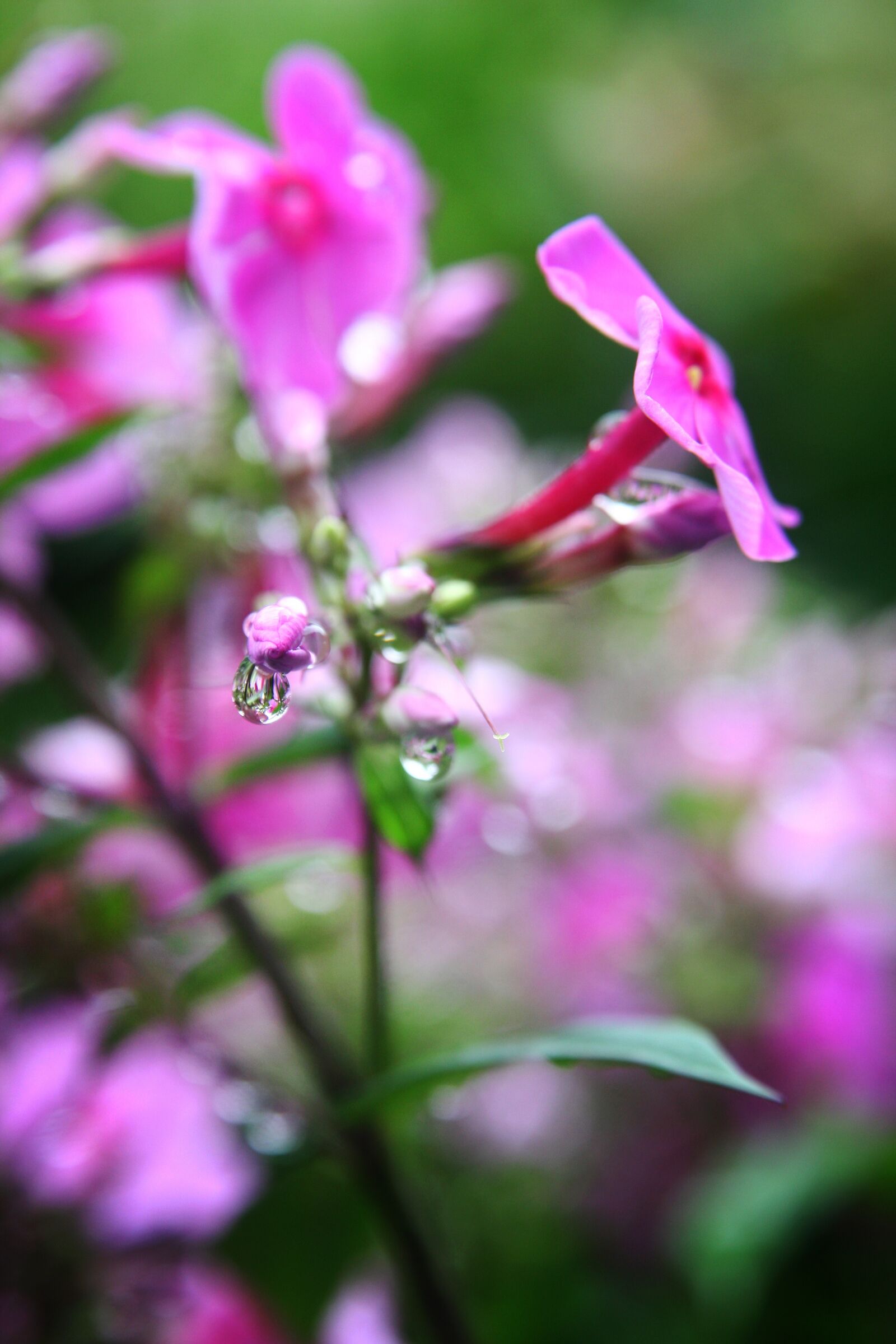 Canon EOS 40D sample photo. Flowers, trickle, macro photography