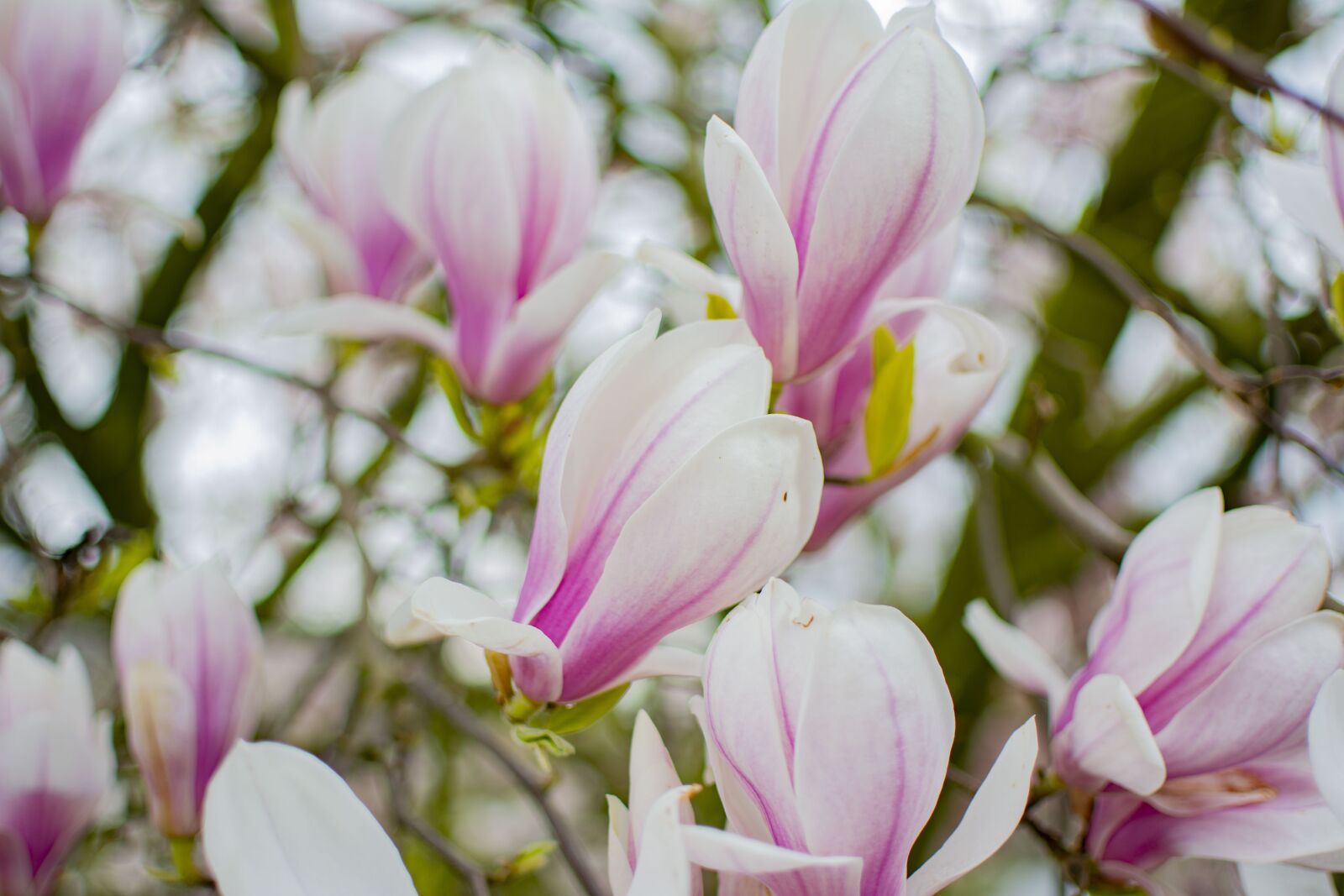 Nikon D5200 sample photo. Magnolia, tree, spring photography