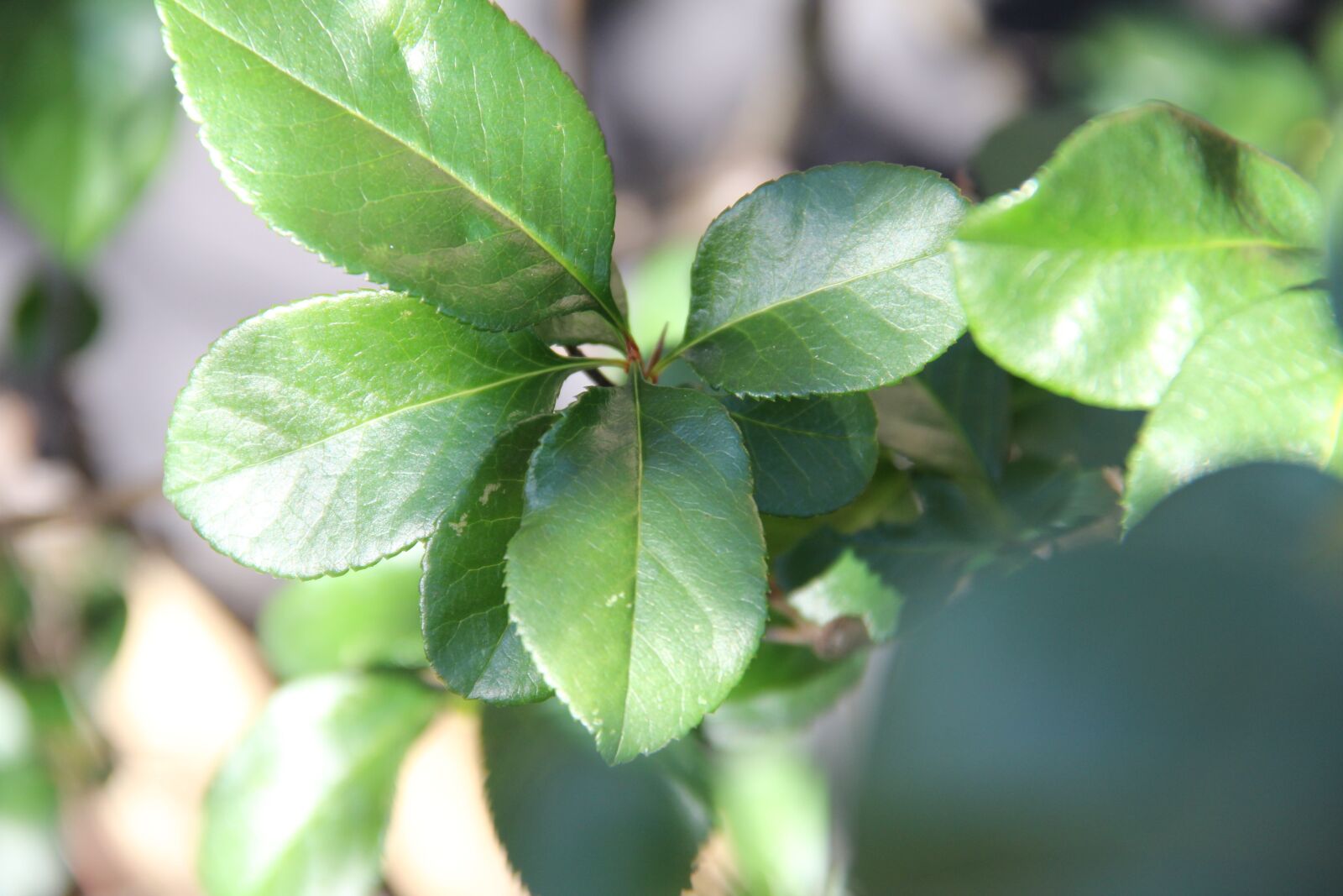 Canon EOS 60D sample photo. Leaf, flora, nature photography