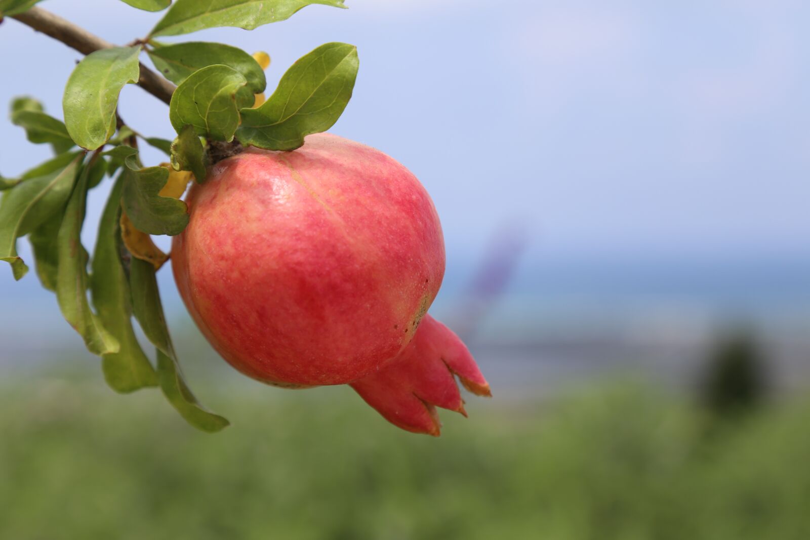 Canon EOS 6D sample photo. Pomegranate, roshhashana, fruit photography