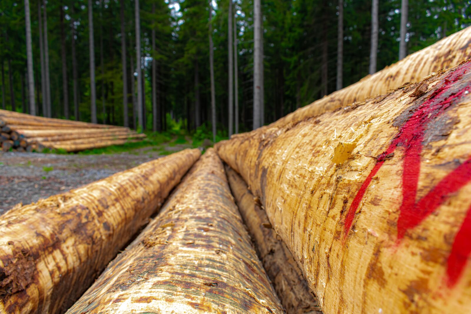 Nikon D5300 sample photo. Tree trunks, strains, trees photography