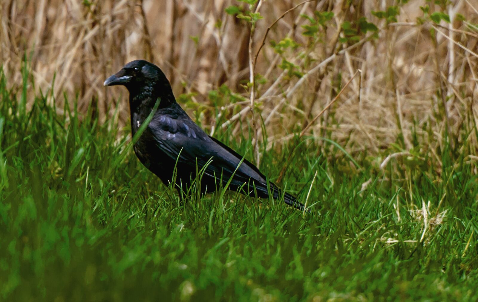 Nikon D5000 sample photo. Nature, bird, animal world photography