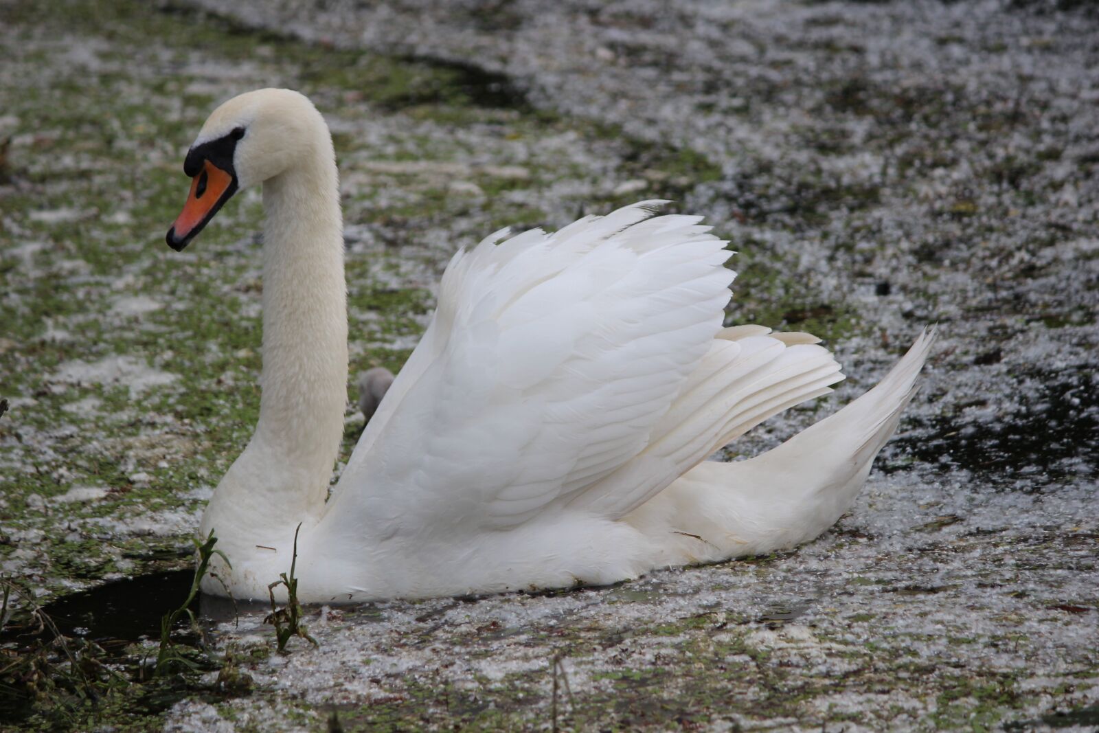 Canon EOS 600D (Rebel EOS T3i / EOS Kiss X5) sample photo. Bird, nature, waters photography