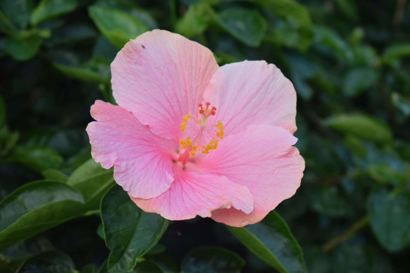 Nikon D3300 sample photo. Flower, pink, pretty photography