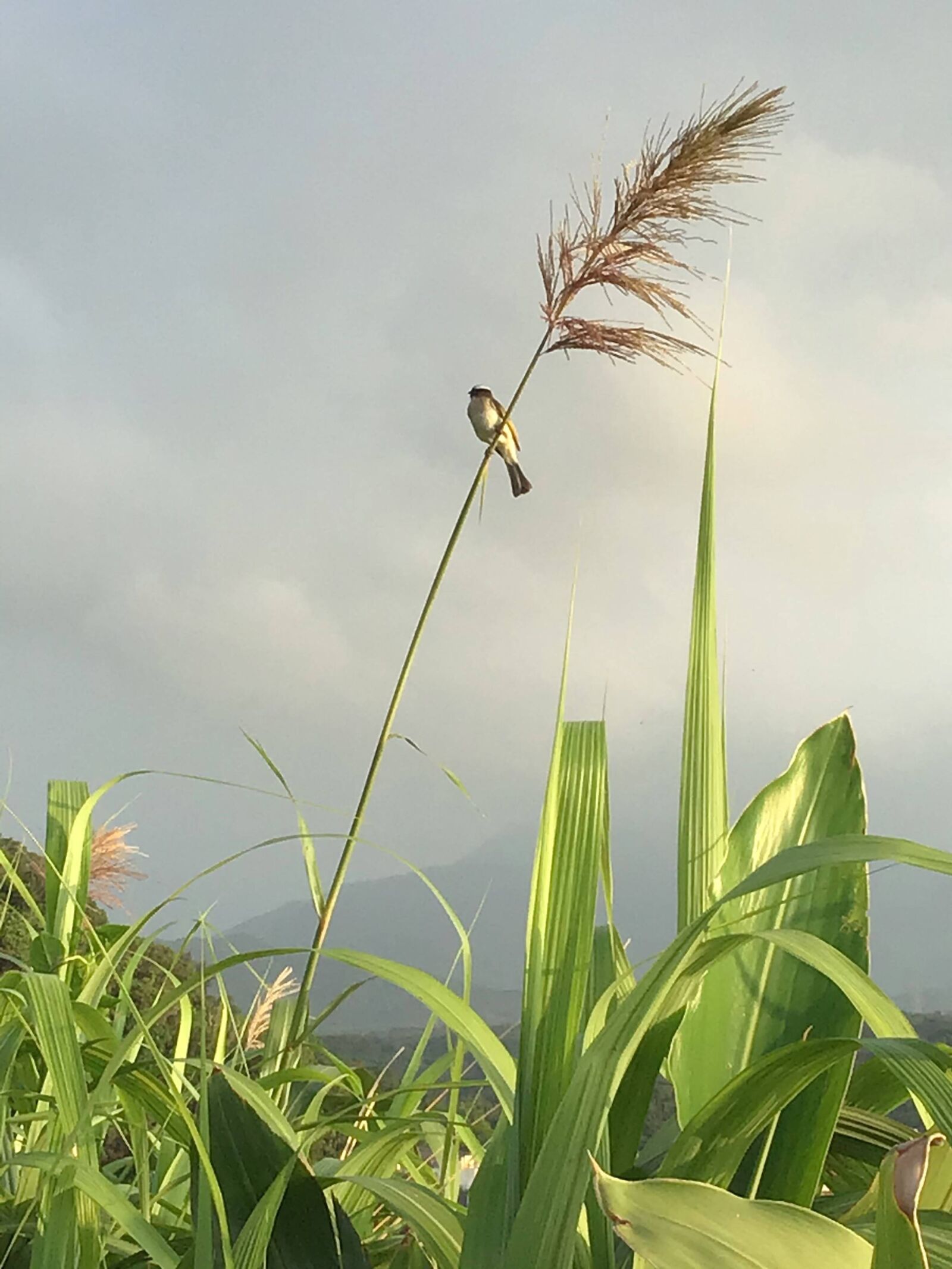 Apple iPad (6th generation) sample photo. Bird, taiwan, animal photography