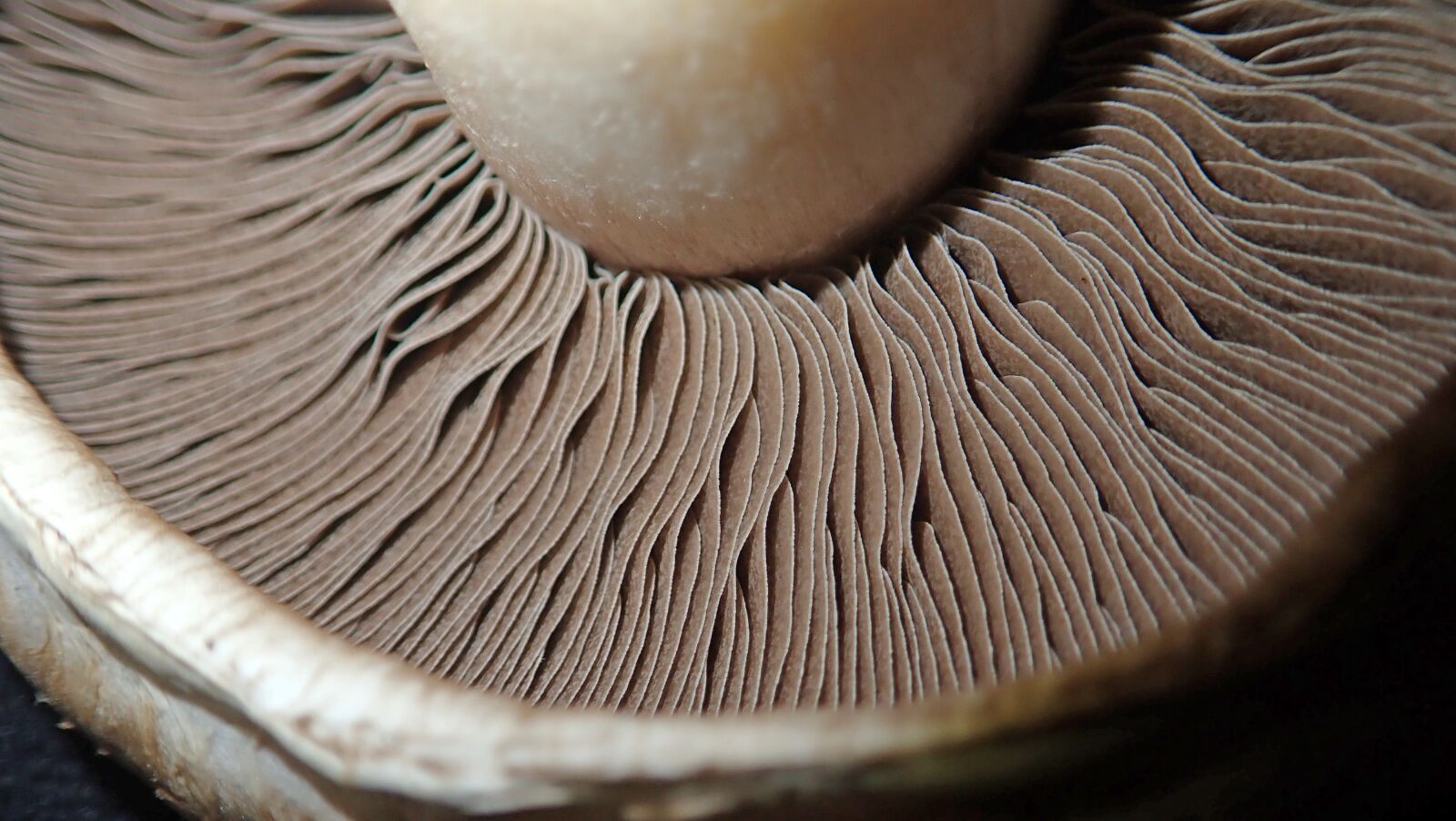 Olympus TG-5 sample photo. Mushroom, vegetable, fungus photography