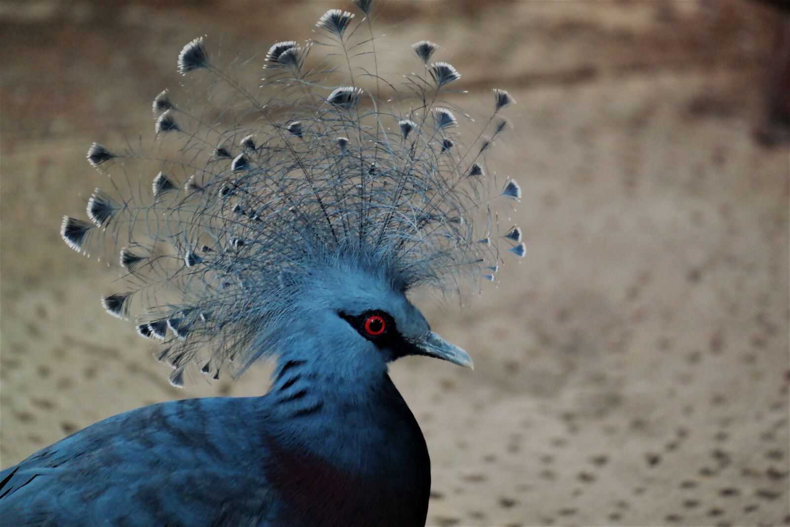 Samsung NX30 sample photo. Bird, animal, plumage photography