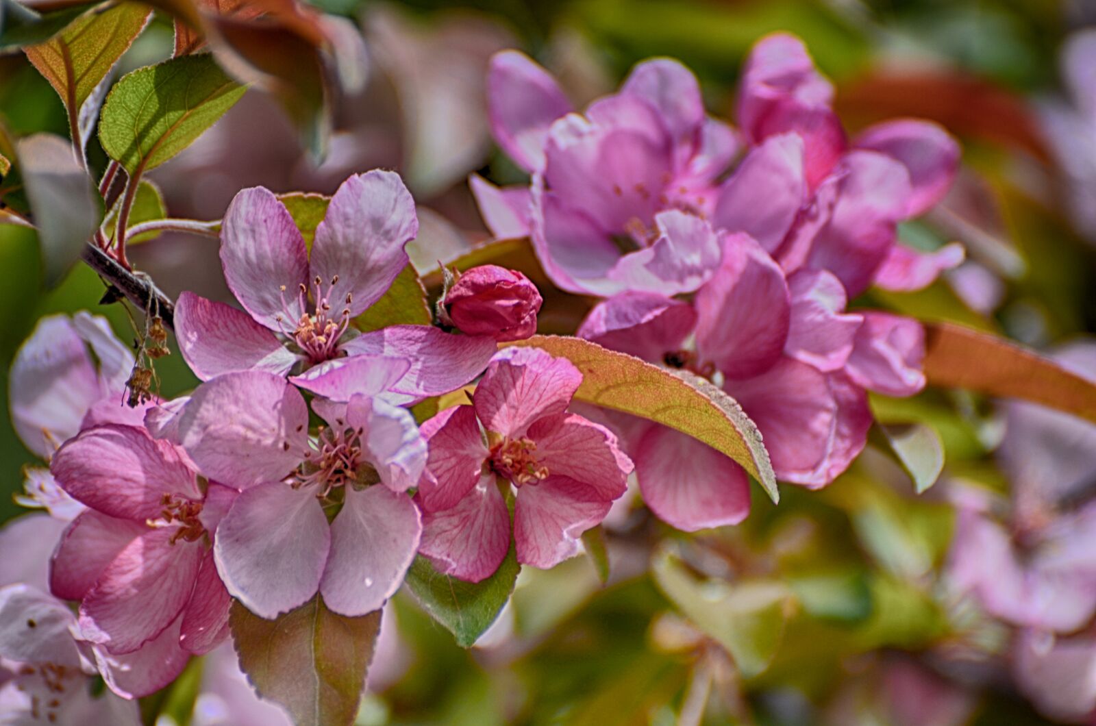 Nikon D7000 sample photo. Flowers blooming, apple flowers photography