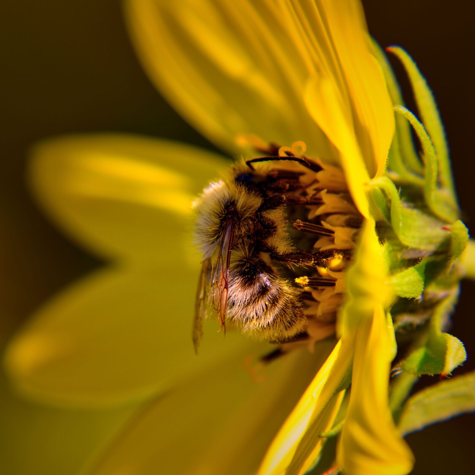 Nikon D5500 sample photo. Bee, blossom, bloom photography