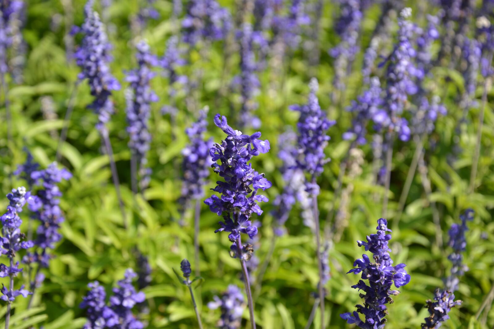 Nikon D3200 sample photo. Nature, flowers, bloom photography