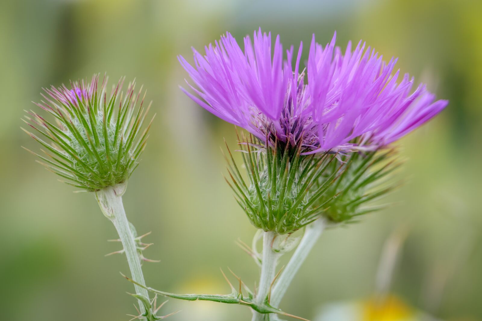 Panasonic Lumix DMC-GX8 sample photo. Thistle, flower, wild flower photography