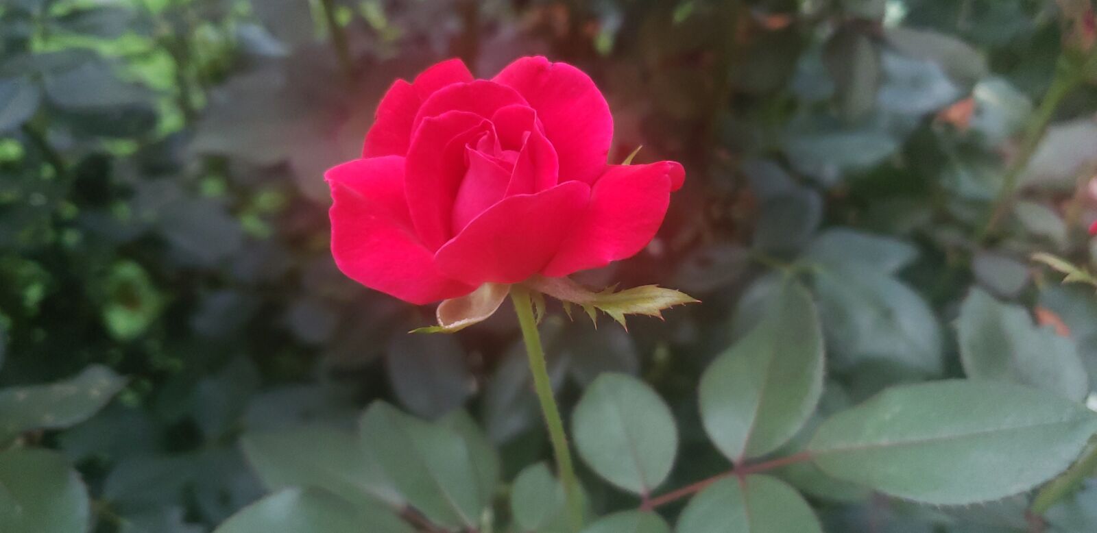 Samsung Galaxy Note9 sample photo. Single, red, rose photography