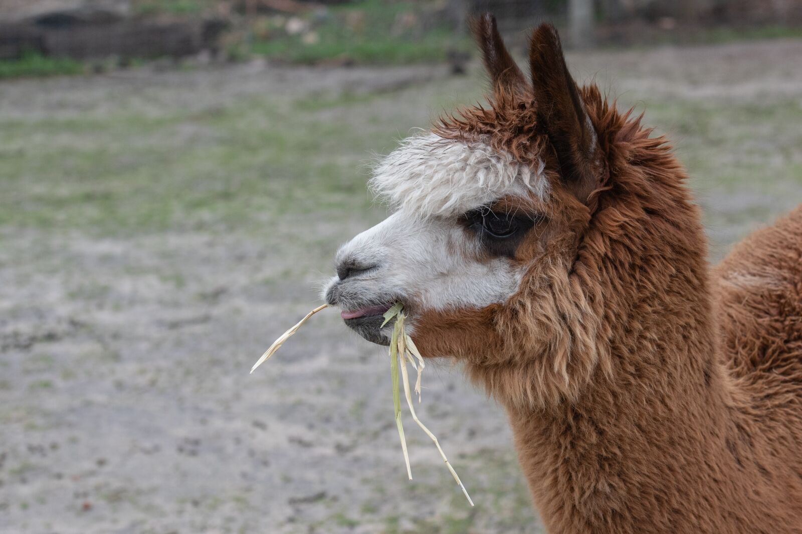 Nikon D750 sample photo. Alpaca, animal, mammal photography