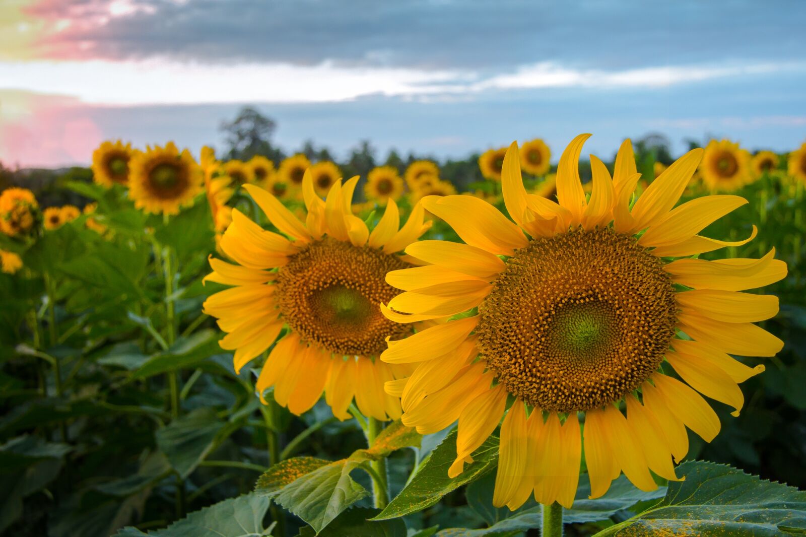 Canon EF-S 17-85mm F4-5.6 IS USM sample photo. Flora, nature, sunflower photography