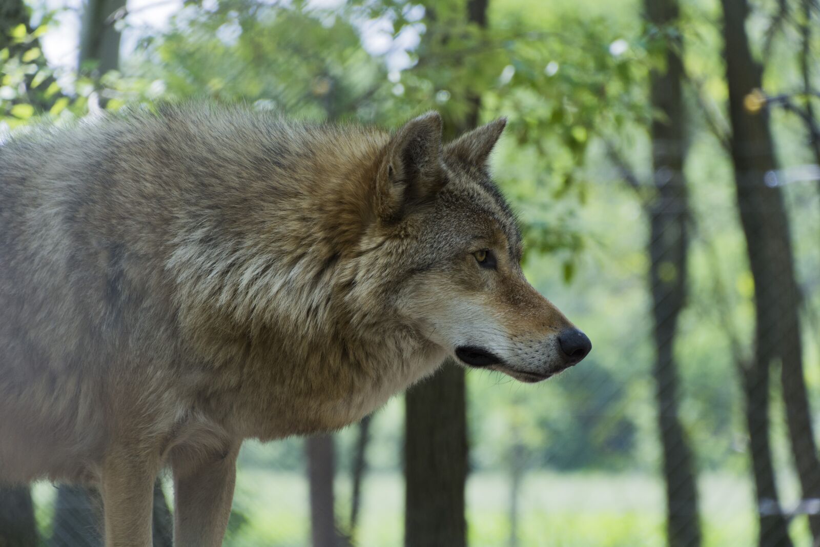 Nikon D7100 sample photo. Beast, wolf, predator photography