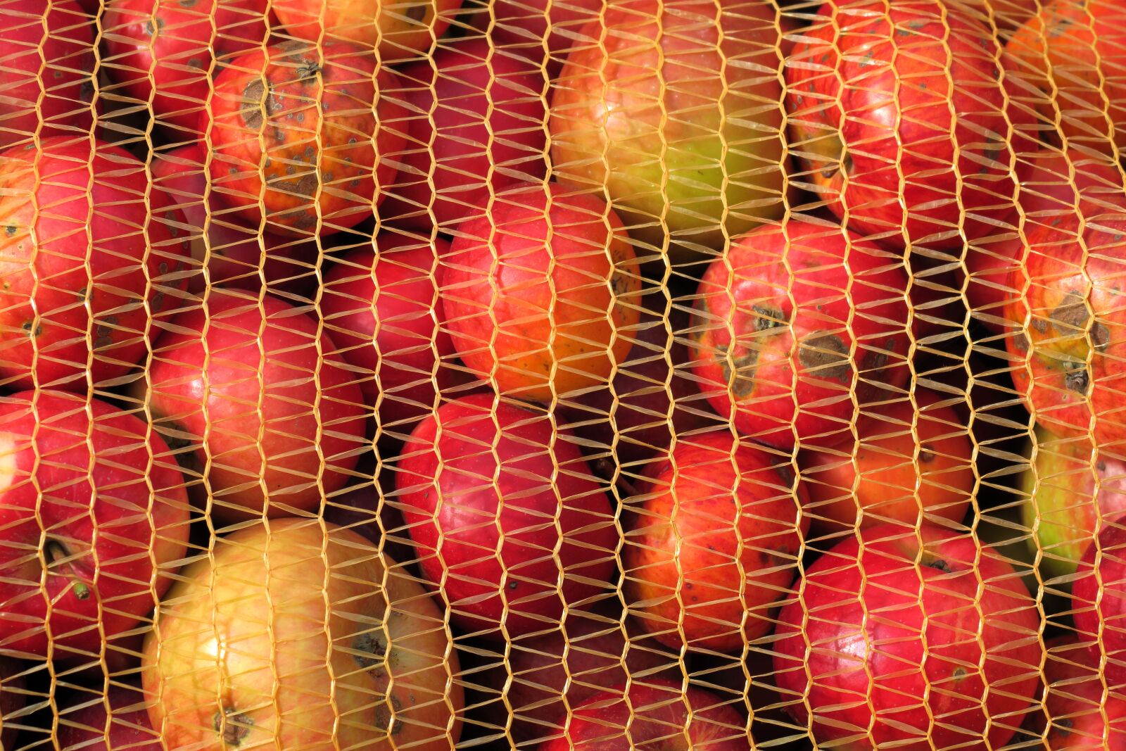 Canon PowerShot G3 X sample photo. Apfelernte, fruit bag, apple photography