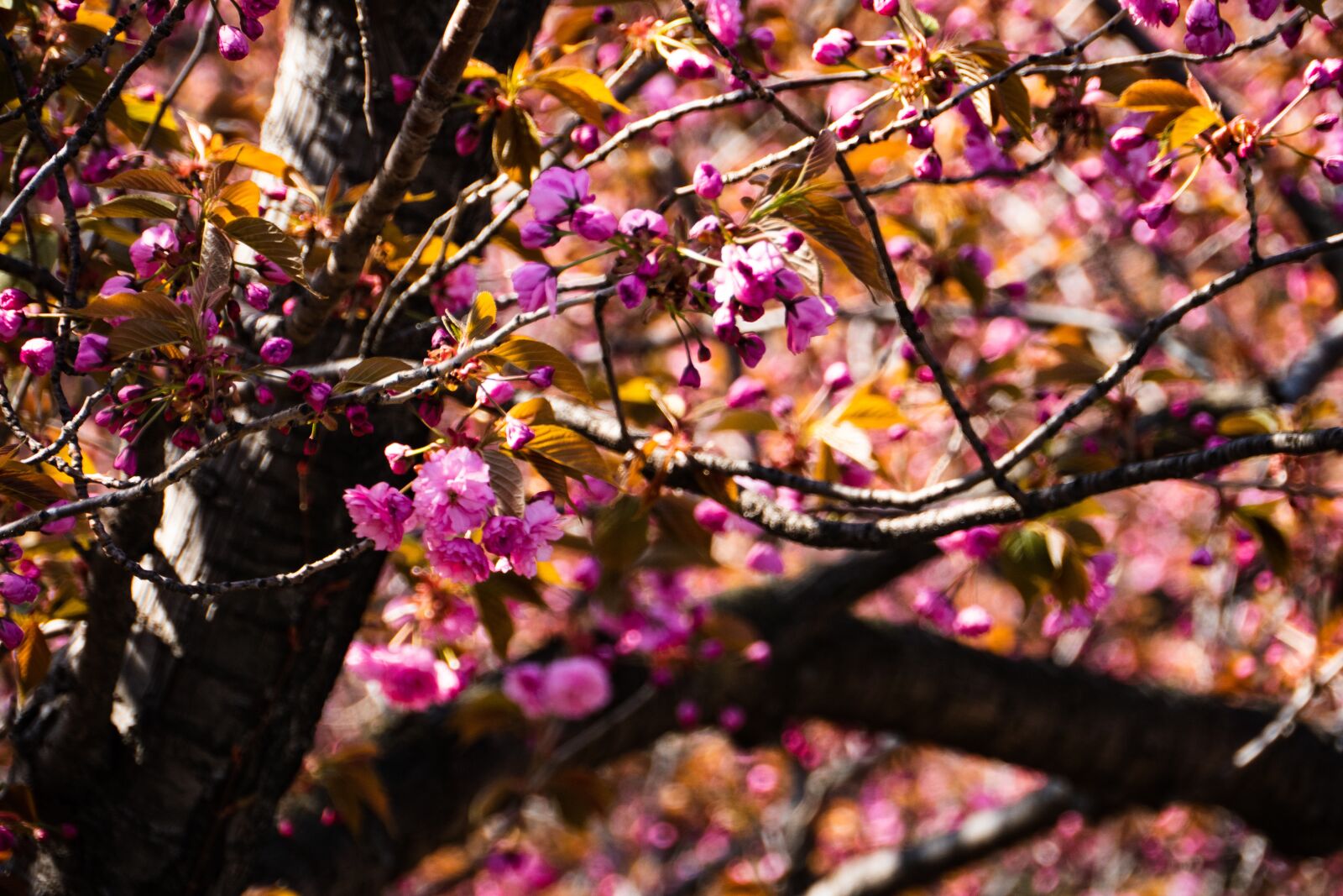Panasonic Lumix DC-G9 sample photo. Cherry, spring, tree photography
