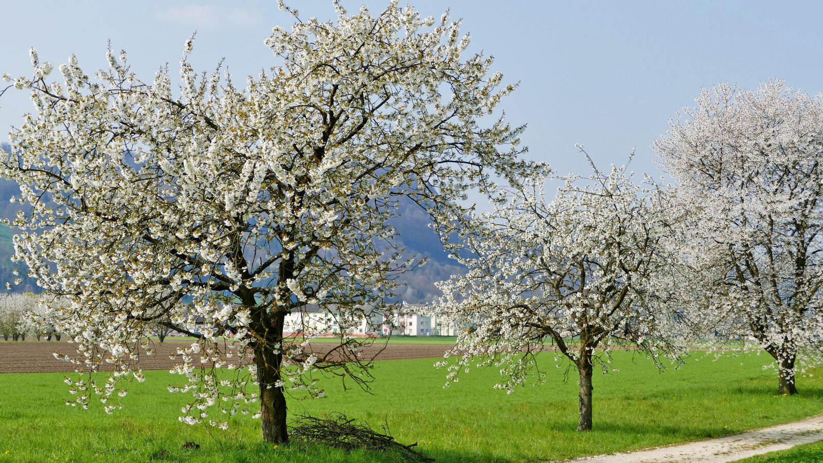Panasonic Lumix DMC-FZ1000 sample photo. Landscape, nature, trees photography