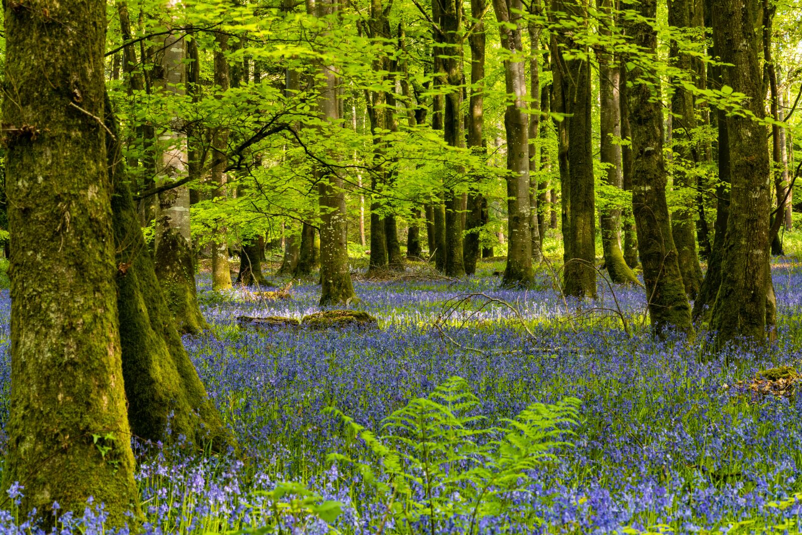 Nikon D810 sample photo. Forest, nature, rest photography