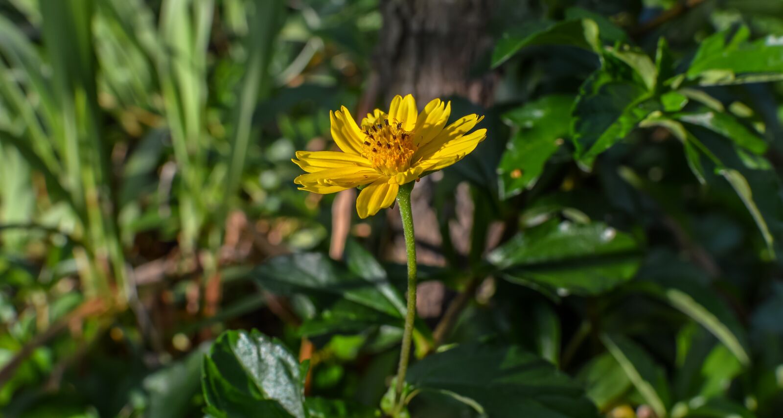 Nikon D3200 sample photo. Sphagneticola trilobata, flower, caribbean photography