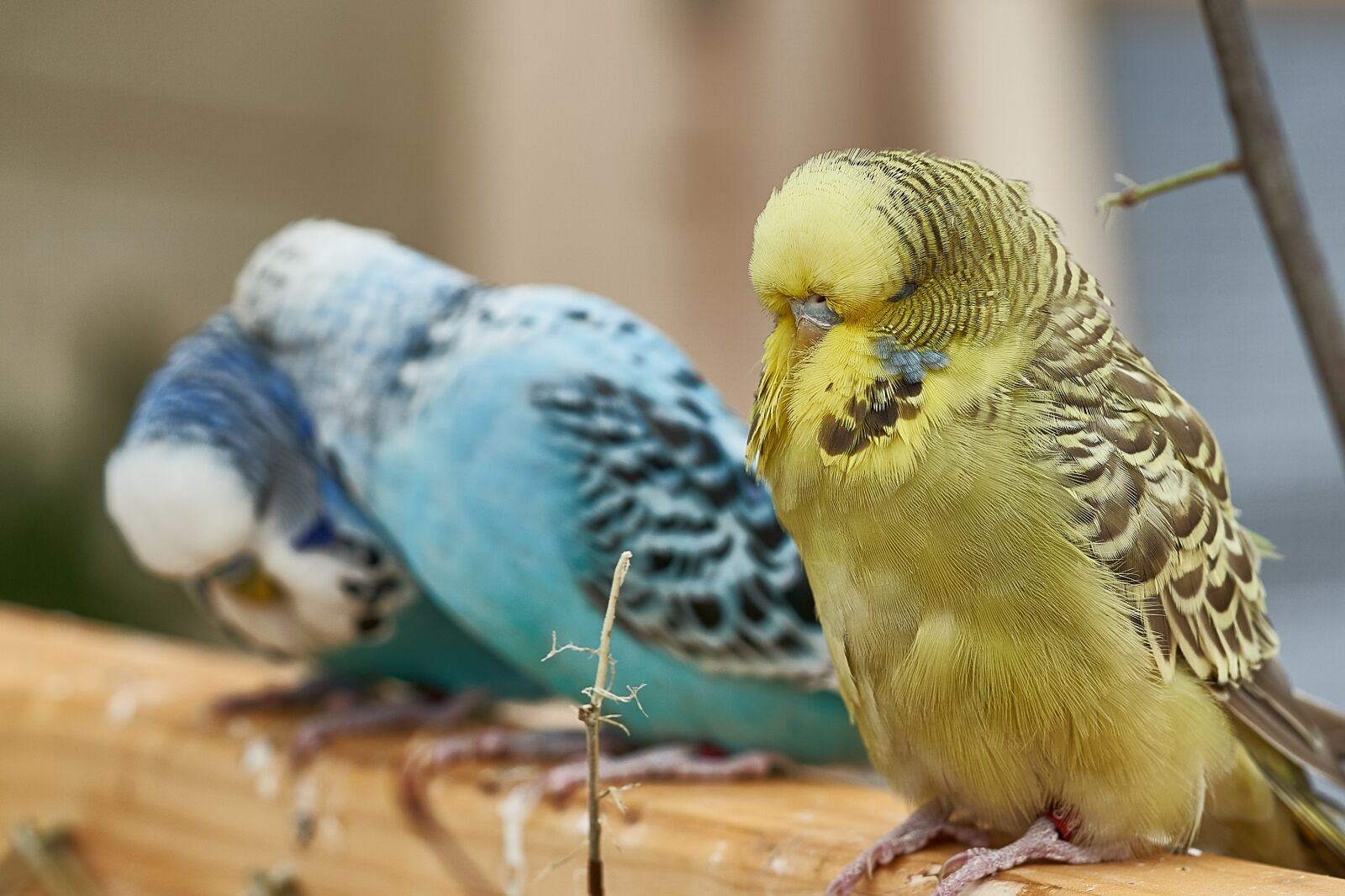 Sony FE 90mm F2.8 Macro G OSS sample photo. Budgie, yellow, ziervogel photography
