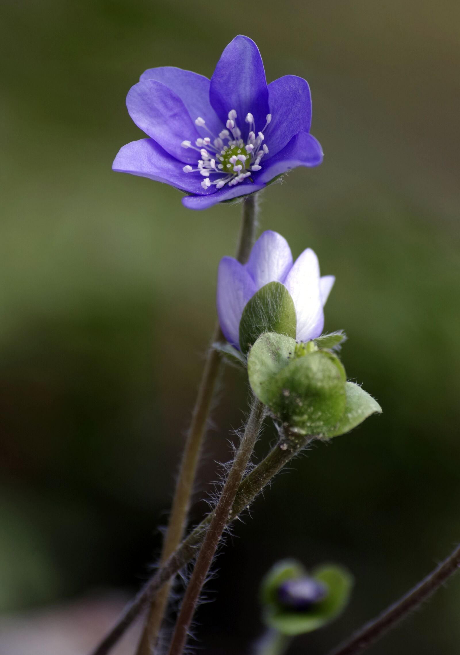 Pentax K-30 sample photo. Flower, violet, tender photography