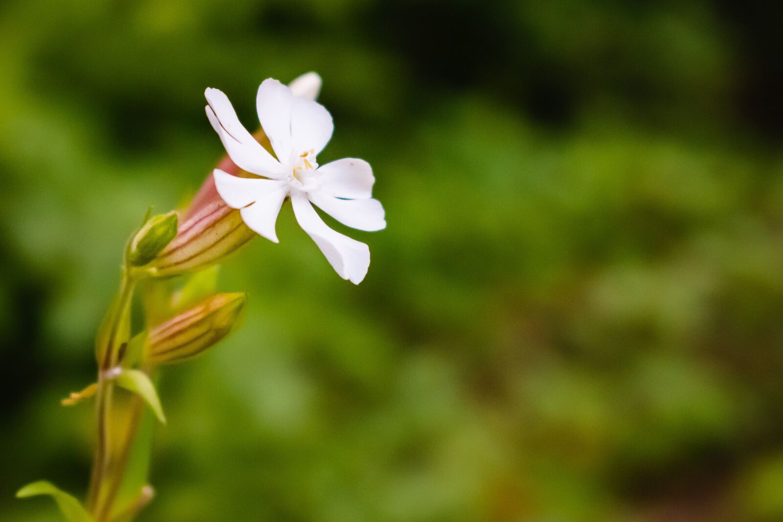 Nikon D5300 sample photo. Flower, lily, day lilies photography