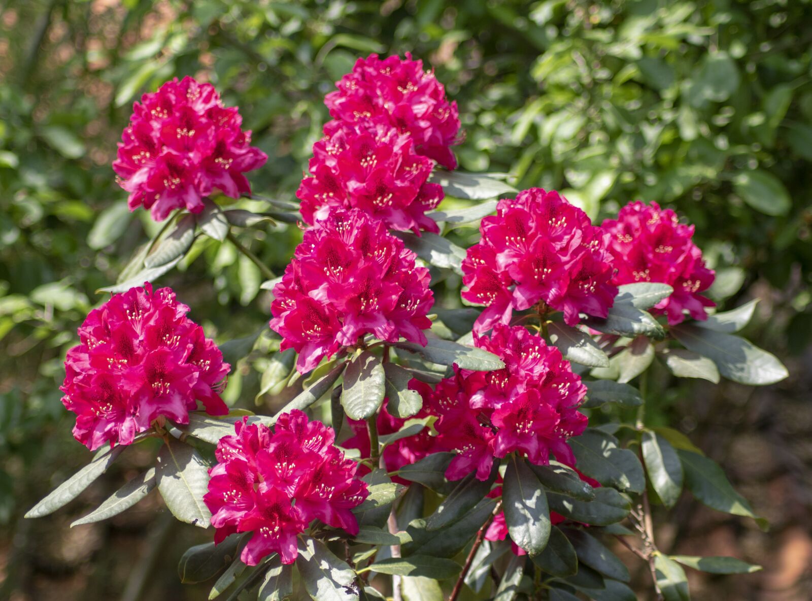 Tamron AF 70-300mm F4-5.6 Di LD Macro sample photo. Rhododendron, rhododendron flower, garden photography